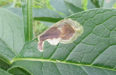 Agromyza abiens on Symphytum